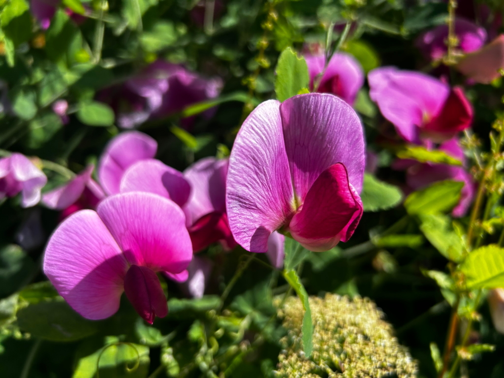 Close-up view of several vibrant pink and purple flowers, likely a type of sweet pea (Lathyrus). The flowers are in various stages of bloom, with some fully open and others still partially closed. The background is blurred, but shows more of the same flowering plant and green foliage.