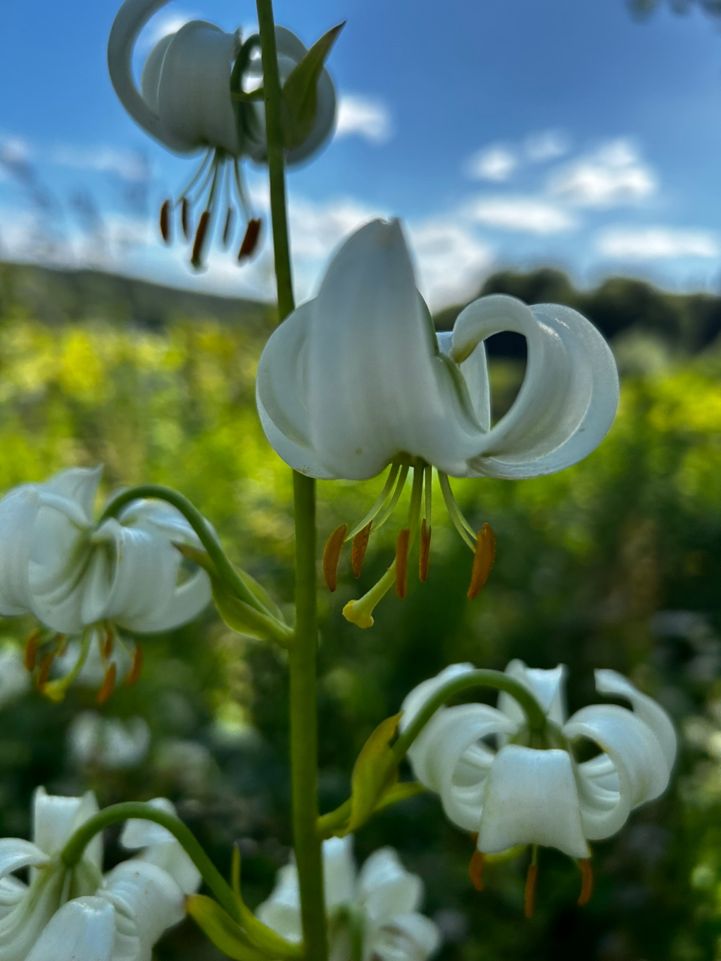 Close-up view of a flowering plant, possibly a type of lily, with several white blossoms in various stages of bloom. The flowers are characterised by their re-curved petals, giving them a unique, almost whimsical appearance. The plant stands tall against a softly blurred background of green vegetation and a bright blue sky with fluffy white clouds, suggesting a sunny outdoor setting.