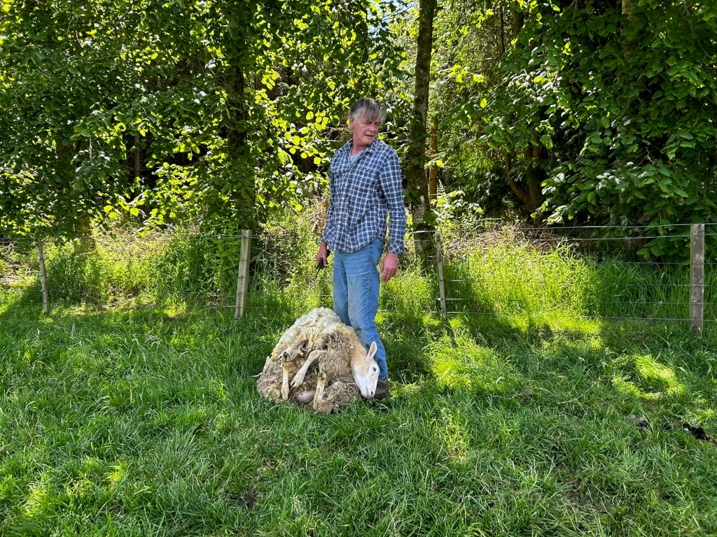 Charlie standing over a sheep that has just been shown. The sheep is lying on its side in a grassy field, its fleece piled beside it. He appears to be a farmer or shepherd, and the scene suggests the completion of a shearing task. The setting is outdoors in a rural area, with trees and a wire fence visible in the background.