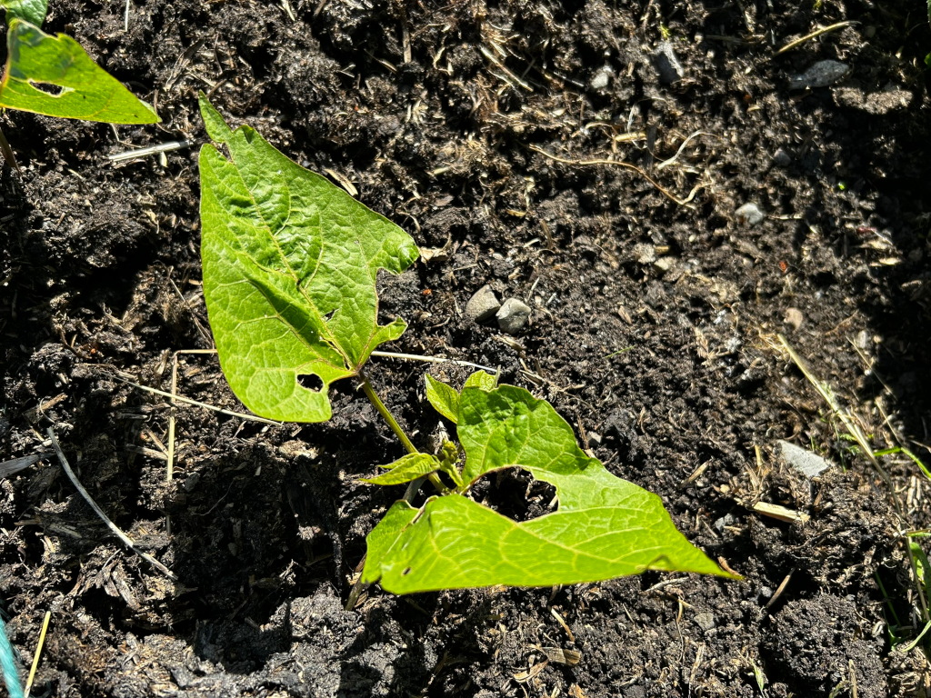 Young bean plant growing in dark soil. The plant's leaves have several irregular holes, suggesting insect damage. The overall impression is one of a vulnerable, developing plant in a natural environment.