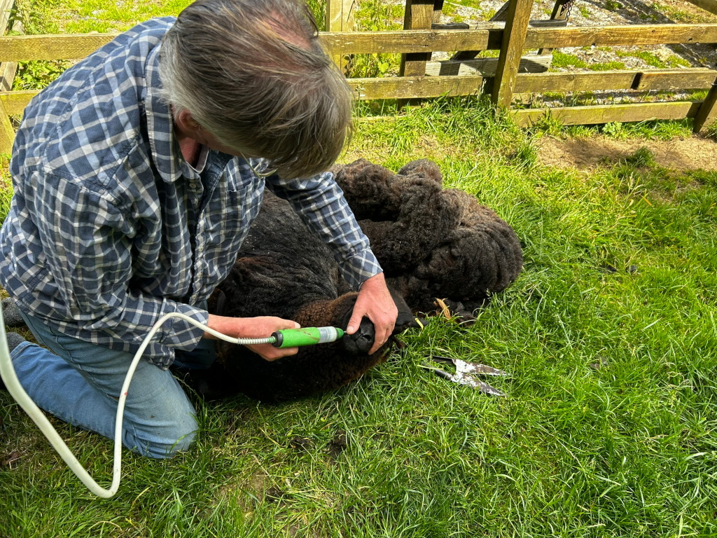 Charlie kneeling in a grassy field next to a black sheep. He is using a small, handheld device to seemingly treat or examine the sheep's head. A pair of sheep shearing clippers lies on the grass nearby. The scene suggests a moment of animal care or veterinary attention within a pastoral setting.