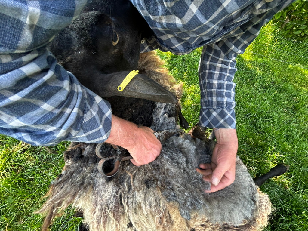 Charlie shearing a sheep. He is wearing a blue and white plaid shirt, and is using hand shears to remove a clump of grey fleece from the sheep's back. The sheep is mostly black, with the sheared area showing the lighter grey under wool. The setting appears to be outdoors, in a grassy field.
