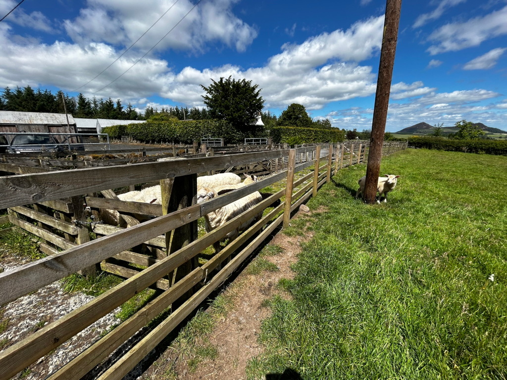 Sunny day on a farm. Several sheep are penned inside a wooden fence, while another sheep stands alone in a grassy field next to a utility pole. In the background are farm buildings, trees, and a distant hill. The overall impression is one of rural tranquillity.
