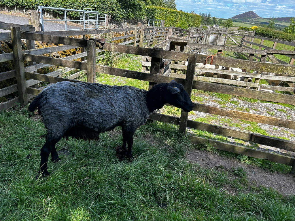 Single black sheep standing in a grassy area next to a wooden fence. Other sheep are visible in the background within the fenced enclosure. A distant hillside is partially visible in the far background.