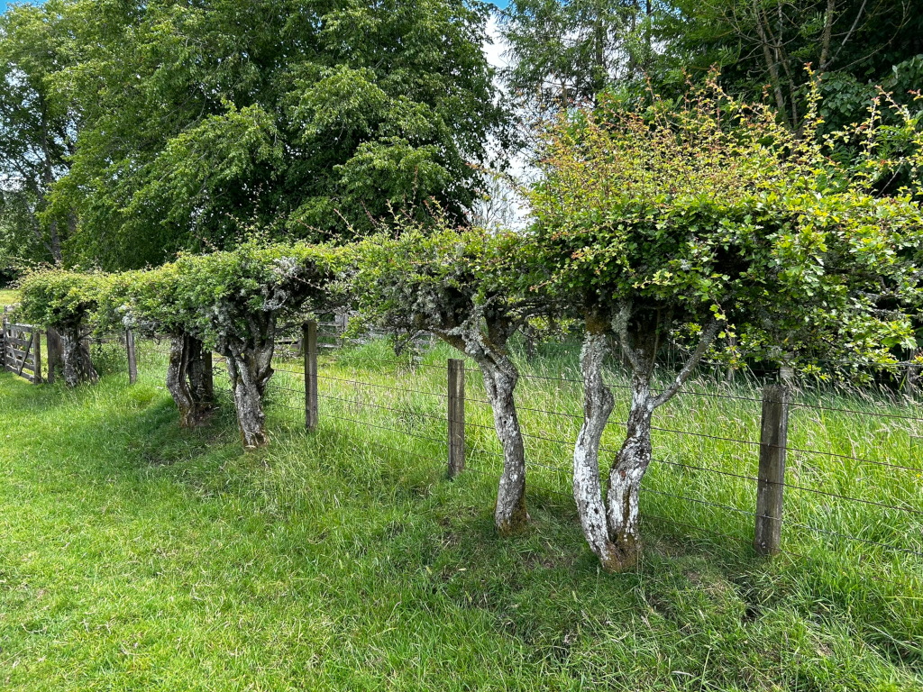 Line of pollard trees forming a living fence along a wire fence. The trees are short, with thick, gnarled trunks and lush green foliage shaped into a somewhat uniform hedge-like row. 