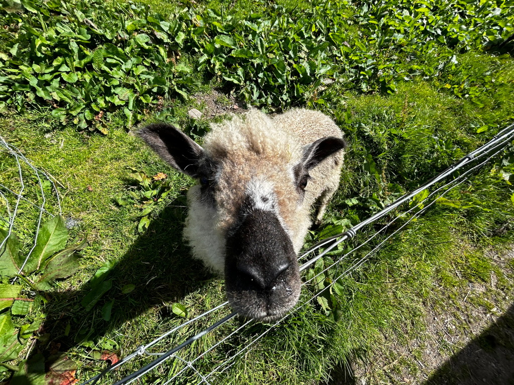 Close-up view of a sheep's face, looking directly at the viewer. The sheep is light-coloured with dark markings on its face, and its wool appears somewhat shaggy. It's standing in a grassy field behind a wire fence, some of which is visible in the foreground.