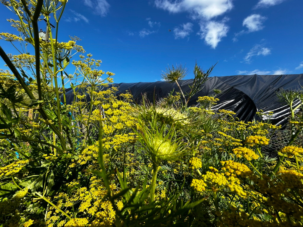 Vibrant close-up of yellow flowering plants, possibly dill or a similar species, growing abundantly in a garden setting. Behind them, a dark, possibly plastic, covering stretches across a portion of the background, suggesting a protective barrier or garden structure. The sky, a clear blue with a few fluffy white clouds, is visible above the covering.