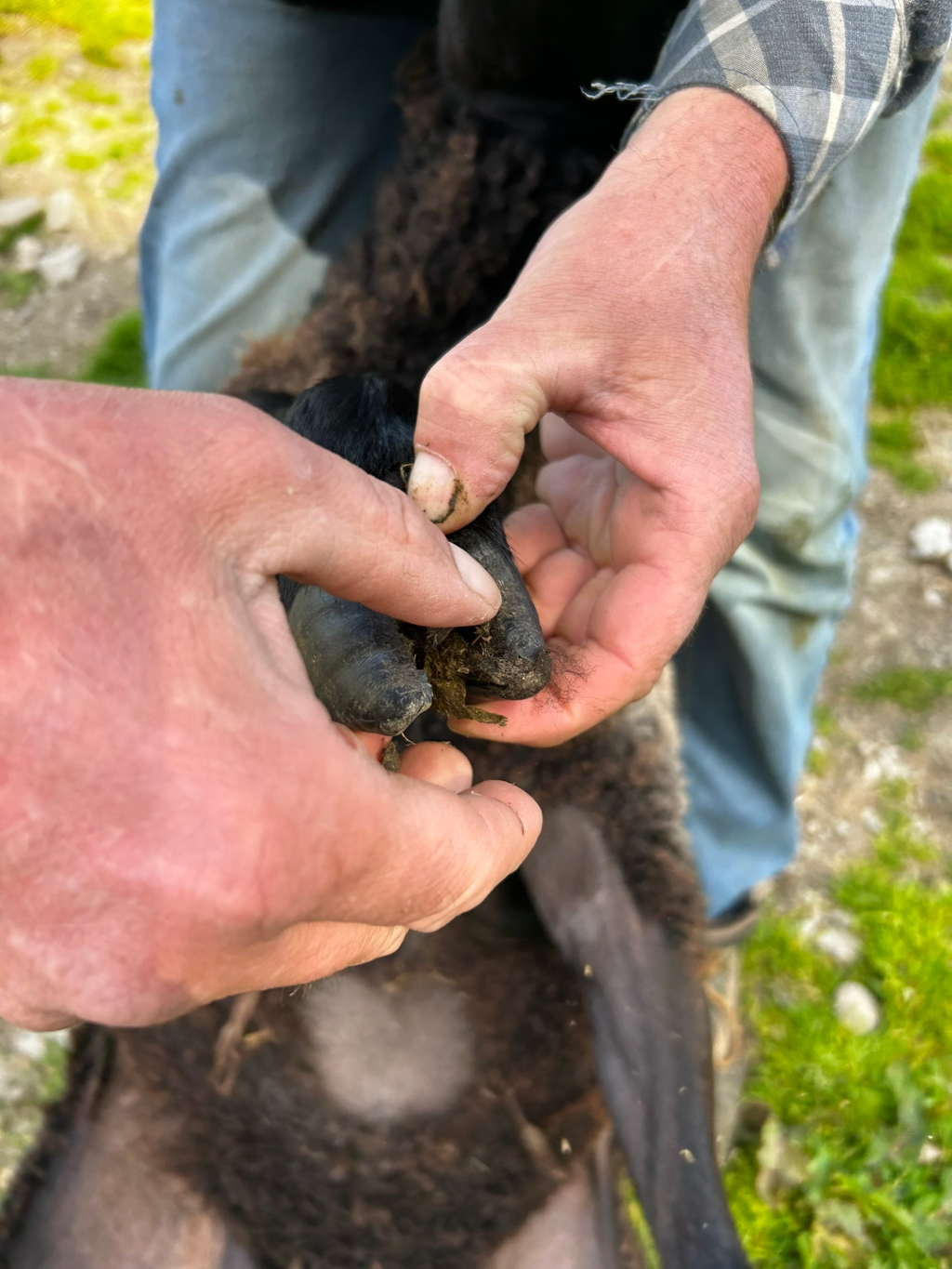 Close-up view of a Charlie's hands gently holding and examining the hoof of a dark-coloured sheep or lamb. The focus is on the hoof itself, showing dirt and some hair around it. The setting appears to be outdoors, possibly a pasture, with some green grass visible in the background.