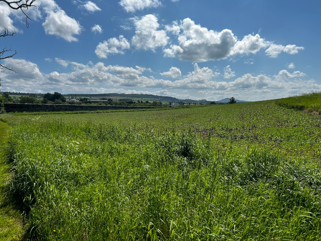Tranquil rural landscape under a bright, partly cloudy sky. The foreground is dominated by a field of tall, green grass. In the mid ground, a stone wall stretches across the width of the image, separating the grassy field from a cultivated field beyond. This cultivated field extends to the horizon, where rolling hills and a distant line of trees are visible. The overall impression is one of peaceful countryside scenery on a sunny day.