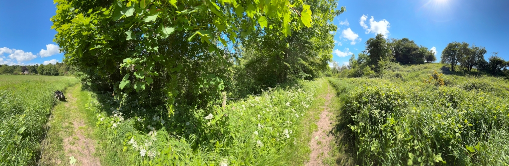 Sunny day in a rural area. Two grassy paths diverge from a central point, one leading into a wooded area and the other towards a grassy hill. A dog is visible lying down on the grass next to one of the paths. The overall impression is one of peace and tranquillity, a pleasant outdoor scene on a bright, clear day.
