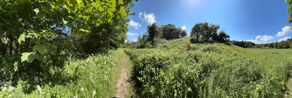 Panoramic view of a sunny, grassy landscape. A dirt path winds through lush green vegetation, bordered by taller grasses and wildflowers. In the background, a gentle rise features a cluster of trees, beyond which a wider expanse of grassland stretches under a clear blue sky with a few fluffy clouds. The scene is peaceful and evokes a feeling of nature's tranquillity.