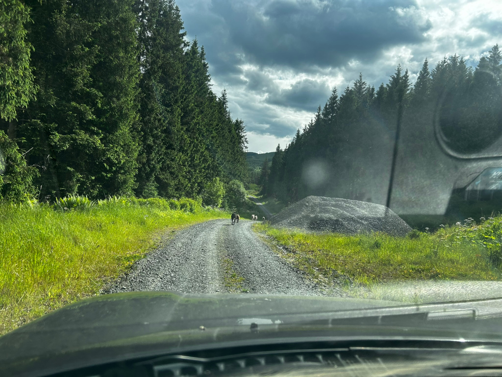 Gravel road winding through a lush green forest under a partly cloudy sky. Two dogs are visible in the distance walking down the road. The view is from inside a vehicle, with the car's windshield and dashboard partially visible in the foreground. A pile of gravel is situated on the roadside.