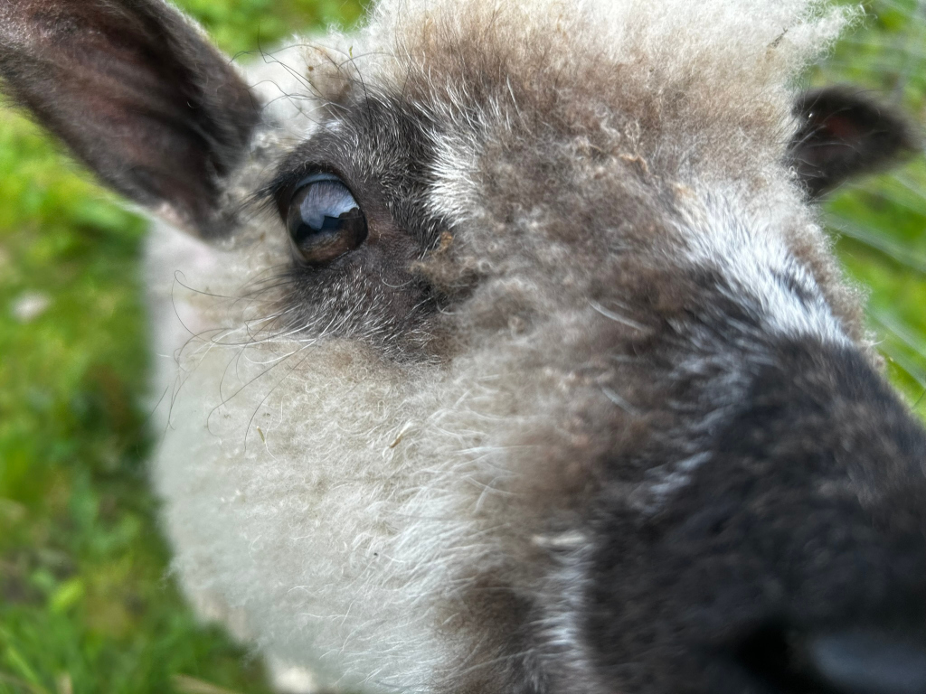 Close-up shot of a sheep's face. The focus is primarily on the sheep's eye, which is large and dark, and the thick, fluffy, light grey and dark grey wool surrounding it. The sheep's ear and part of its nose are also visible. The background is blurred but shows green grass. The overall impression is a friendly, curious gaze from the animal.