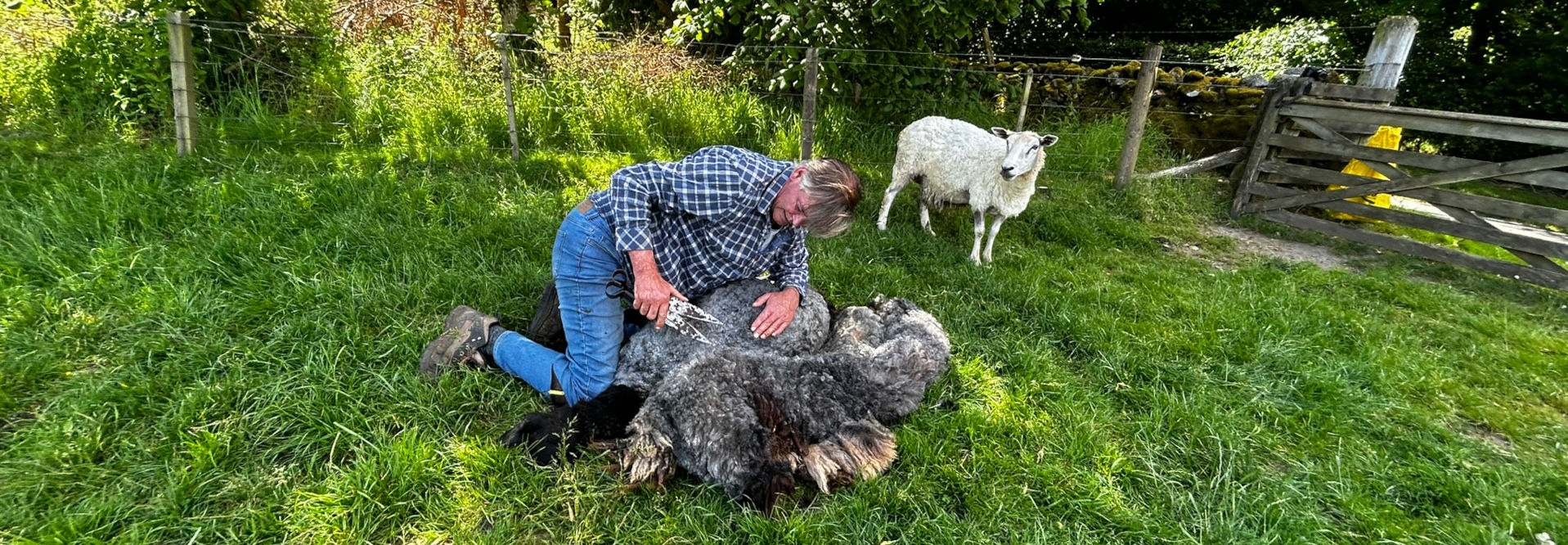 Central focus is a Charlie, appearing to be middle-aged, kneeling on the vibrant green grass. He's dressed in a blue and white chequered long-sleeved shirt and blue jeans. His sturdy work boots are visible. He is actively shearing a sheep, using a pair of shears held in his right hand to carefully cut the dark gray and black wool from the sheep's back. His left hand gently guides the wool. The sheep is largely obscured by the thick wool, but its dark gray and black fleece is abundant and textured, with lighter, almost white, undertones visible around the edges. A second, white-faced sheep stands calmly in the background, observing the shearing process.
