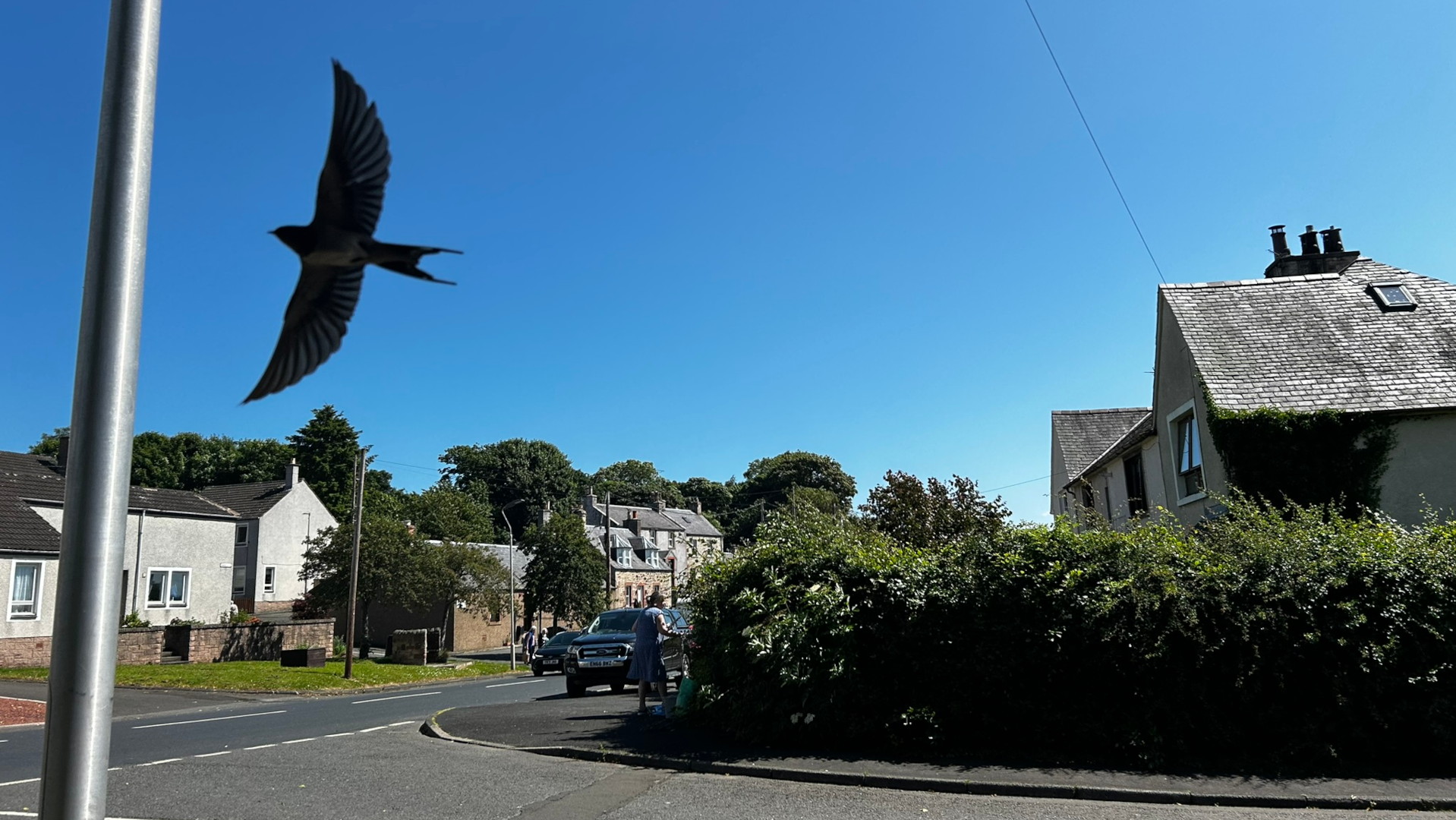 Swallow in flight against a bright blue sky. In the background is a quiet residential street with several houses, some greenery and a few people. The overall scene is peaceful and idyllic, evoking a sense of everyday life in a small town or village. The contrast between the dynamic bird in motion and the static, tranquil setting creates visual interest.