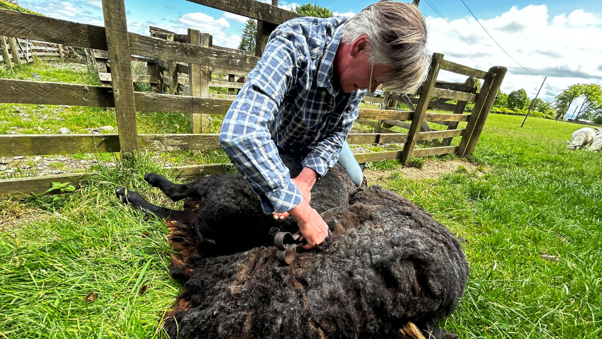 Charlie shearing a sheep. He is kneeling beside the sheep, which is lying on its side. The sheep's wool is very thick and dark. Charlie is using hand shears to cut the wool. The setting is a grassy pasture with a wooden fence in the background. The overall impression is one of rural life and agricultural work.