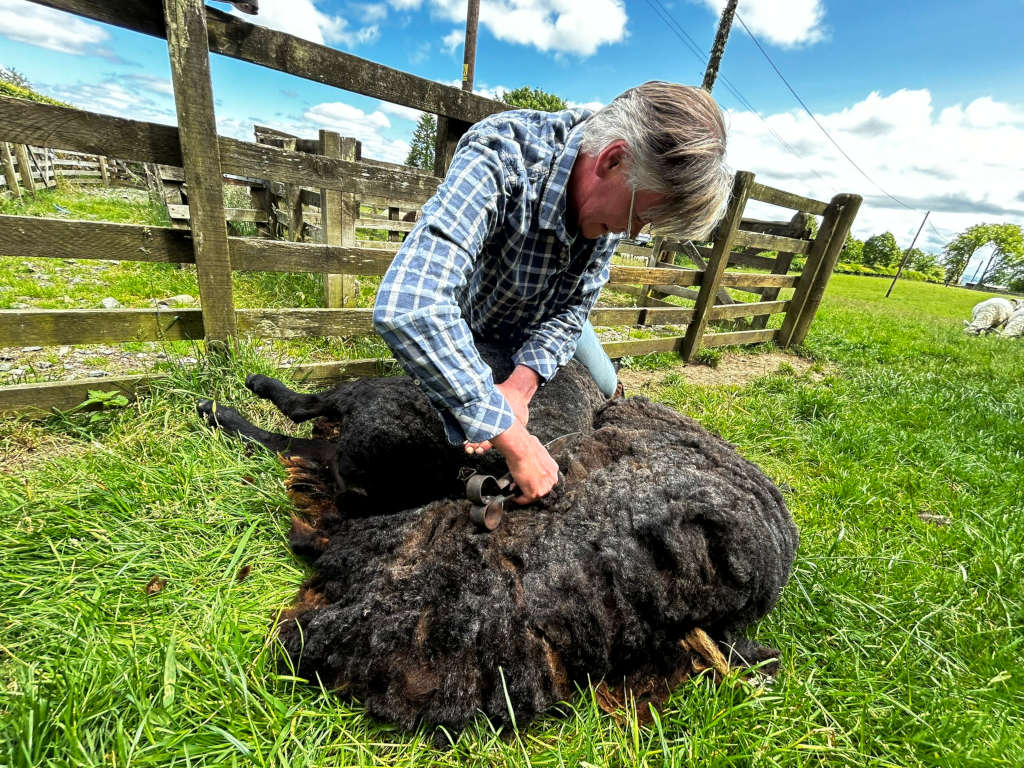 Charlie shearing a sheep. He is kneeling beside the sheep, which is lying on its side. The sheep's wool is very thick and dark. Charlie is using hand shears to cut the wool. The setting is a grassy pasture with a wooden fence in the background. The overall impression is one of rural life and agricultural work.