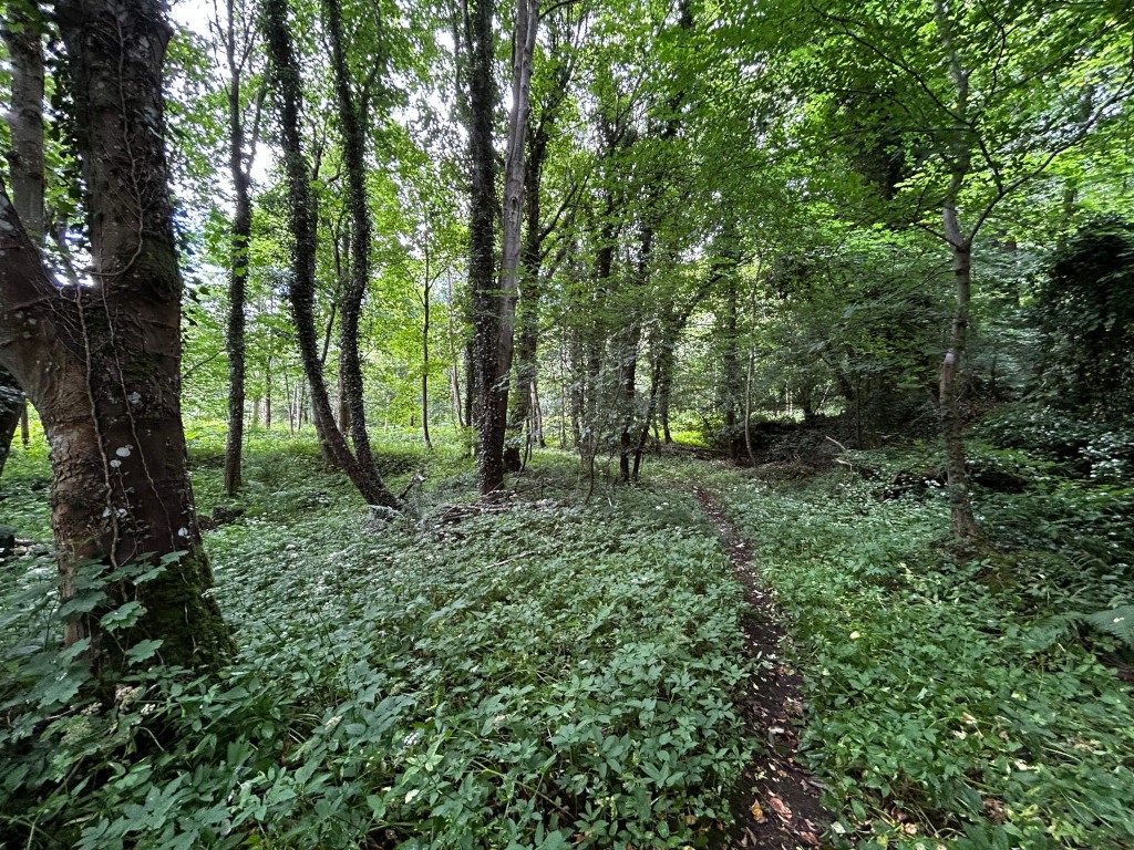 Path winding through a dense, verdant forest. The path is barely visible, partly obscured by lush, low-lying vegetation. Tall, slender trees with moss-covered trunks line the path, creating a shaded and somewhat secluded atmosphere. The overall impression is one of peaceful seclusion and natural beauty.