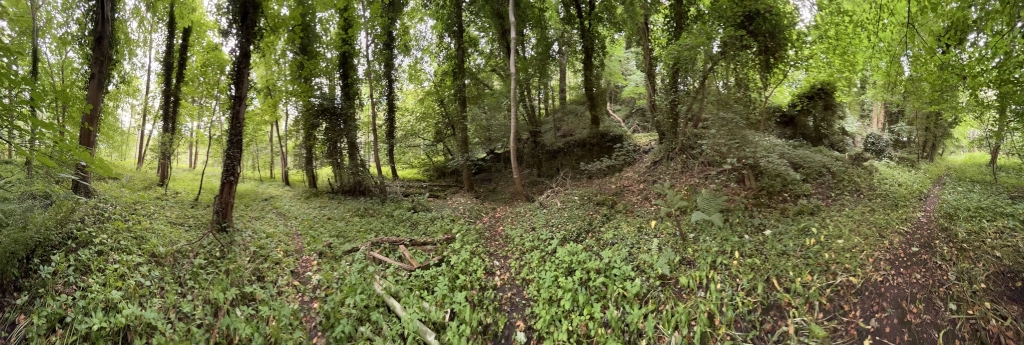Panoramic view of a wooded area. The scene is dominated by lush green vegetation, including trees, shrubs, and ground cover. A subtle path or trail winds through the woods, and some fallen branches are visible on the forest floor. The overall impression is one of a peaceful, relatively undisturbed natural environment. The lighting suggests it's likely daytime.