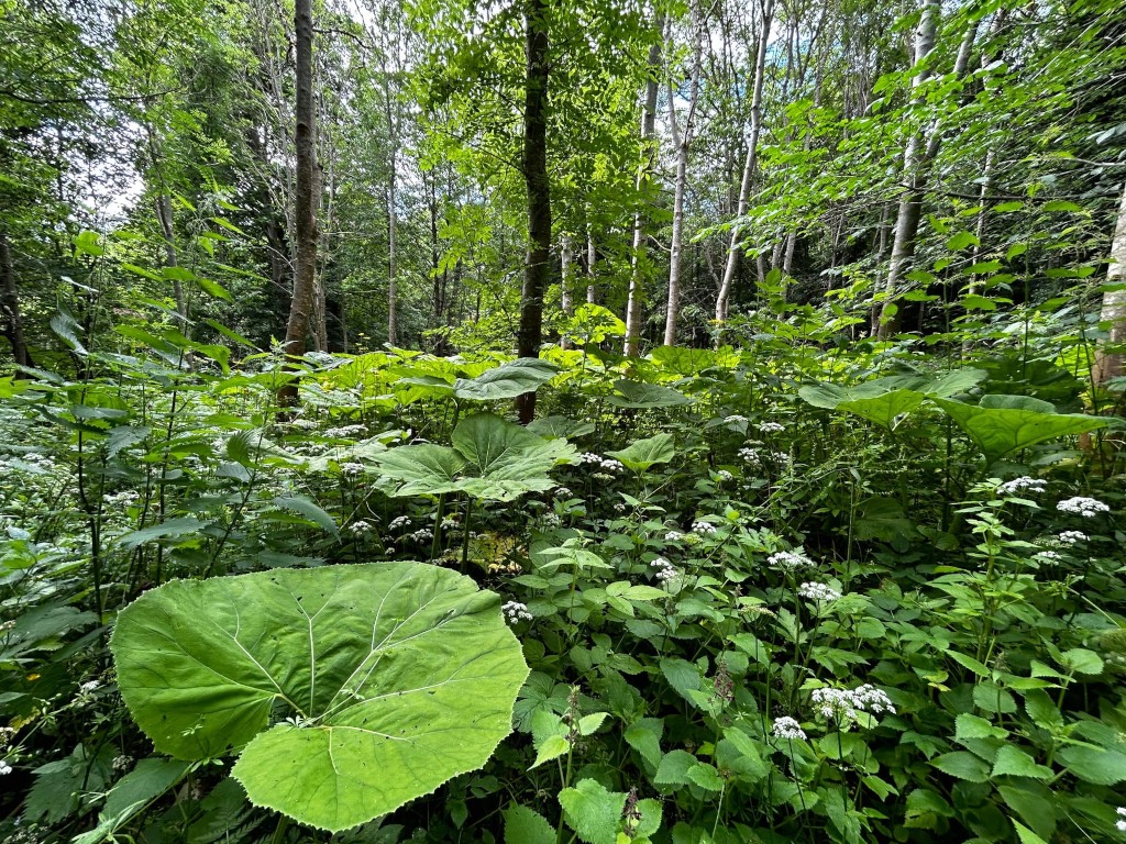 Woodland under story teeming with various plants. Large, vibrant green leaves, possibly from a species of butterbur (Petasites), dominate the foreground and mid-ground. Smaller, flowering plants with delicate white blossoms are interspersed throughout the undergrowth. The background features a dense stand of slender trees, creating a shaded and verdant environment.