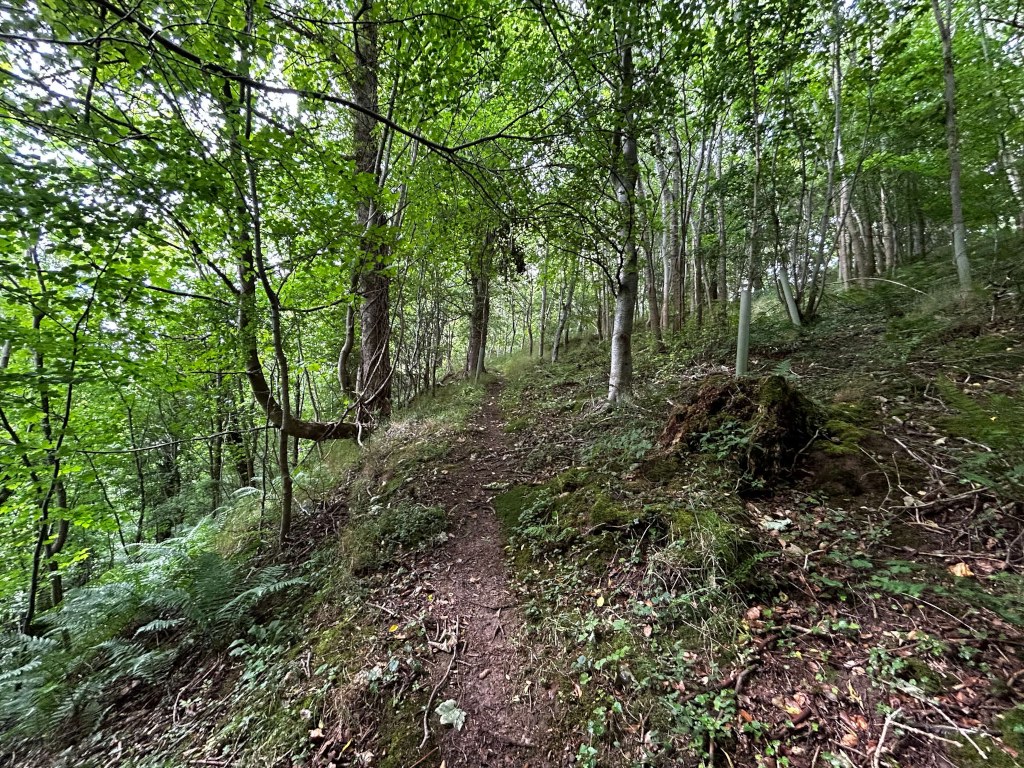 Dirt path winding through a woodland.  The trees are densely packed, mostly deciduous, with a mix of heights and thicknesses, creating a shaded and relatively secluded atmosphere. The undergrowth is a mix of ferns, low-lying plants, and leaf litter.