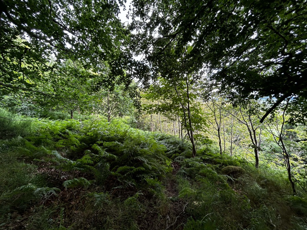 Foreground is dominated by ferns and other low-lying vegetation on a gently sloping hillside. Overhead, the canopy of deciduous trees creates dappled shade, with the light filtering through the leaves. The overall impression is one of dense, tranquil woodland.