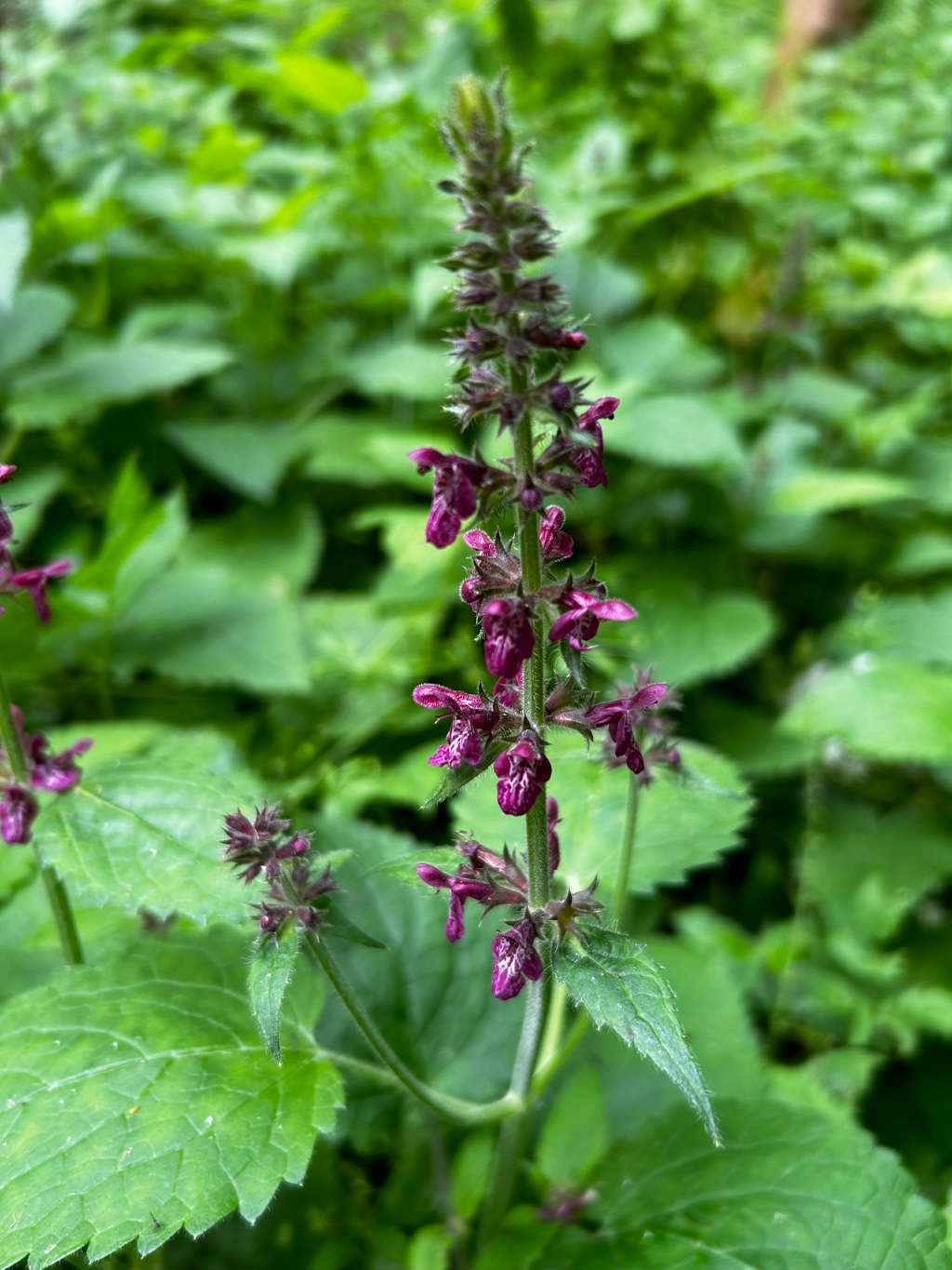 Close-up view of a flowering plant, specifically what appears to be a red dead-nettle ( Lamium purpureum). The plant is characterized by its vibrant purple flowers arranged in a vertical spike along a central stem. Surrounding the main stem are broad, green leaves with serrated edges. The background is blurred, indicating a shallow depth of field, but shows a dense patch of similar green foliage.