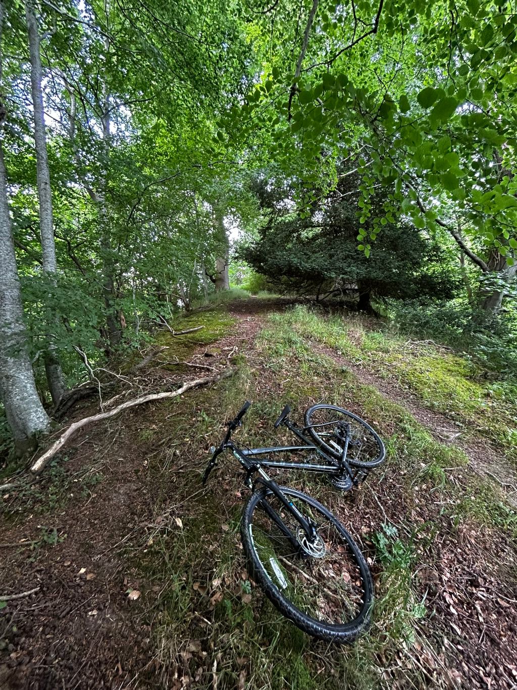 Dark-grey mountain bike resting on a grassy, dirt path that winds through a lush green forest. The path seems to ascend gently into the woods. The overall atmosphere is tranquil and peaceful. The bike is the central focus, possibly suggesting a pause during a bike ride or a moment of reflection in nature.
