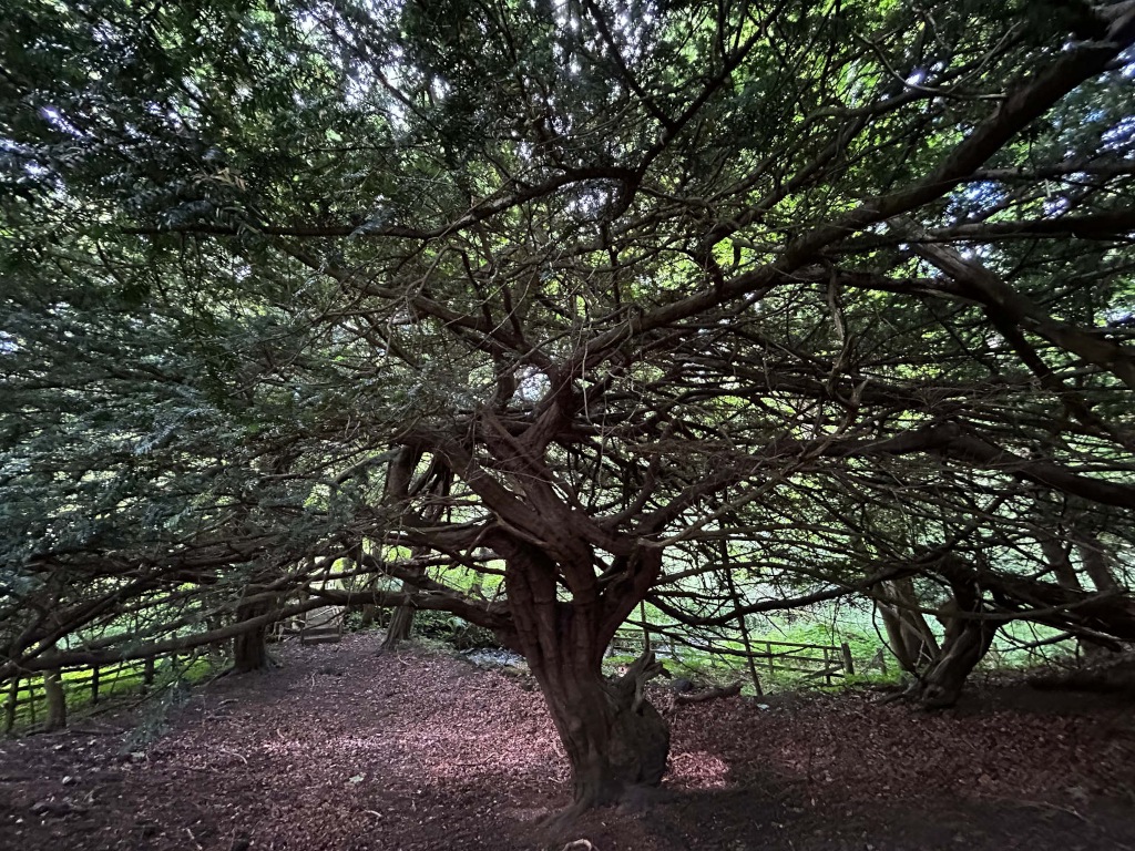 Sprawling, ancient yew tree dominating the frame.  Its numerous, gnarled branches create a dense canopy overhead, casting shadows on the ground below. The tree's age and size are evident in its thick, twisted trunk and the extensive reach of its boughs. A small, partially visible path or clearing is visible beneath the tree, with a hint of a wooden fence in the background. The overall atmosphere is one of quiet age and natural majesty, with a slightly mystical or mysterious quality.