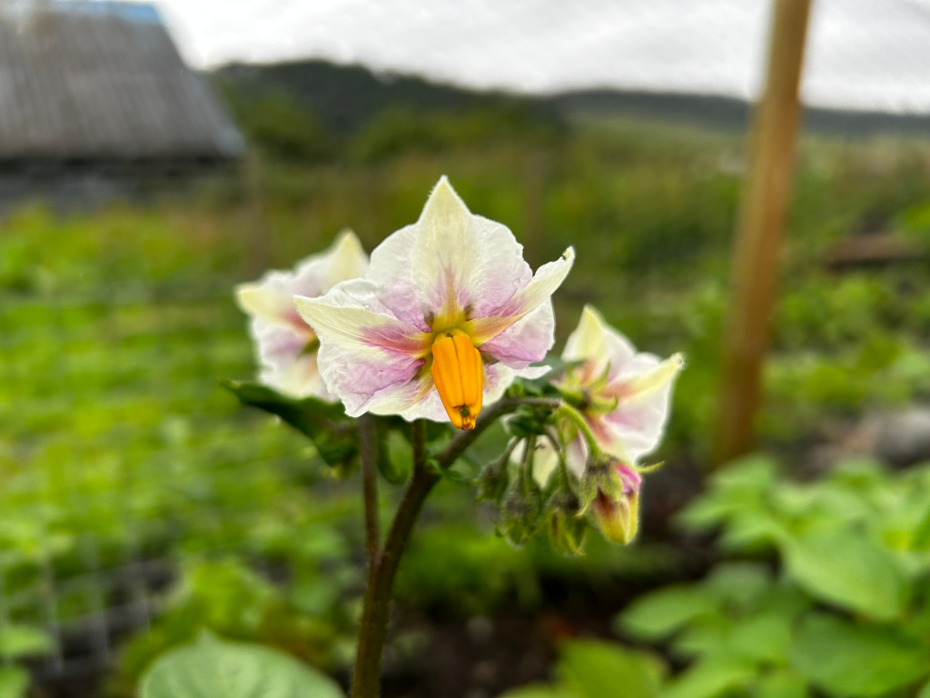 Close-up of a potato plant in bloom. The focus is on two delicate, pale lavender and white flowers with bright orange centers. The flowers are in the foreground, with a blurred background showing a rustic building, greenery, and a wooden post.