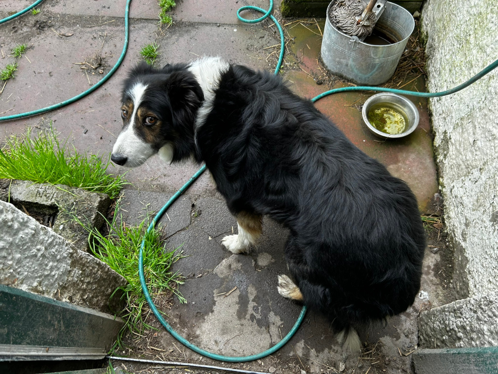 Black and white Border Collie dog from a high-angle perspective. The dog is sitting on a dirty, cracked patio. A green garden hose is coiled around the patio, and there is some sparse, patchy grass growing in the cracks. A metal bucket with a mop is visible in the background, along with a small, metallic dog bowl containing some liquid. The overall setting appears to be a somewhat neglected outdoor area. The dog looks somewhat pensive or alert, gazing to the left of the frame.