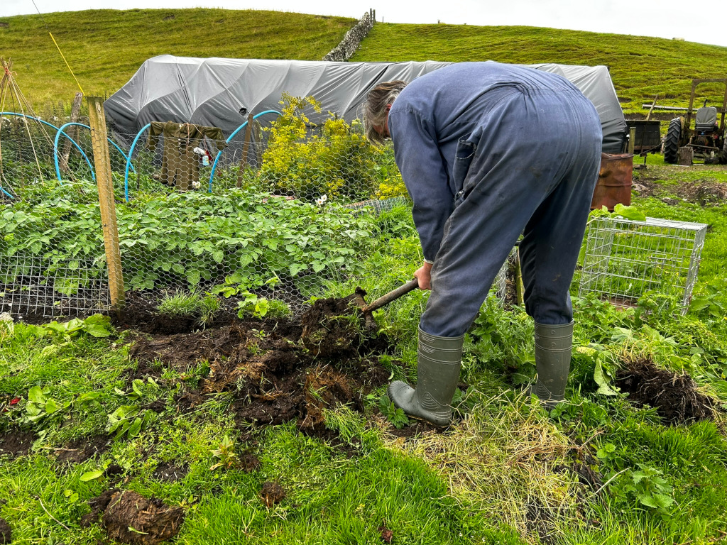 Charlie  in a blue overall and green rubber boots digging in a garden. They are using a shovel to move a pile of dark soil. The garden includes a section of potato plants protected by wire mesh fencing. A makeshift scarecrow is visible in the background, along with a large tarp and farm equipment.