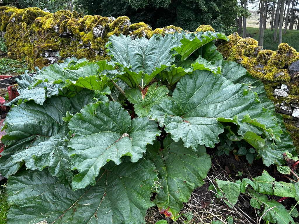 Large rhubarb plant growing against a moss-covered stone wall. The rhubarb leaves are large, dark green, and slightly wet-looking, suggesting recent rain. The wall appears old and rustic, adding to the overall feeling of a natural, perhaps rural, setting. A hint of other vegetation is visible at the base of the rhubarb and in the background.