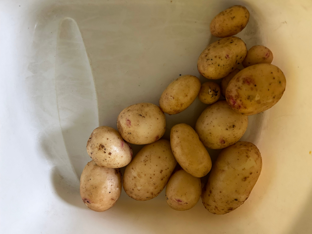White bowl containing approximately fifteen small, pale yellow potatoes. The potatoes vary slightly in size and shape, and some show small brown spots. They are clustered together in the bowl.