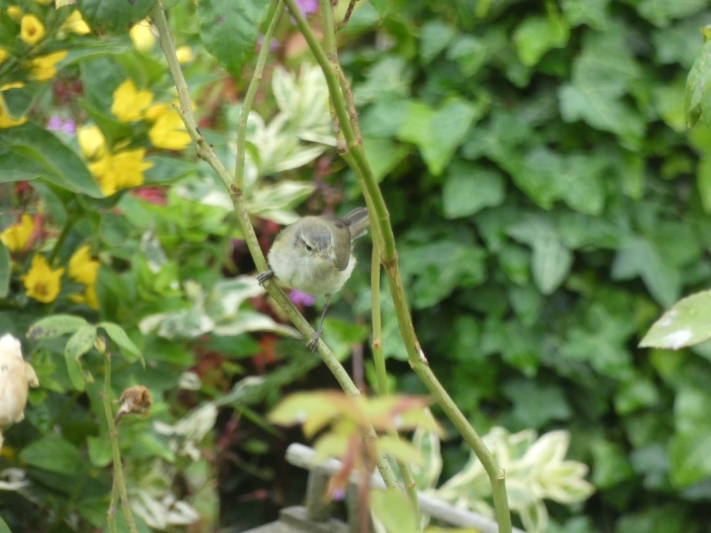 Small, light brown bird perched on a green stem. The bird appears to be a warbler or similar small passerine. The background is heavily blurred but shows a garden setting with various green plants, and yellow and other coloured flowers. The focus is sharply on the bird.