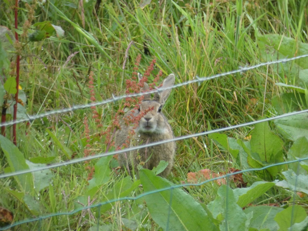 Brown rabbit partially obscured by a thin wire fence and tall grass. The rabbit appears to be facing the camera, and its features are somewhat visible despite the vegetation. The scene is outdoors, in what seems to be a field or meadow. The grass and leaves appear damp, suggesting recent rain.