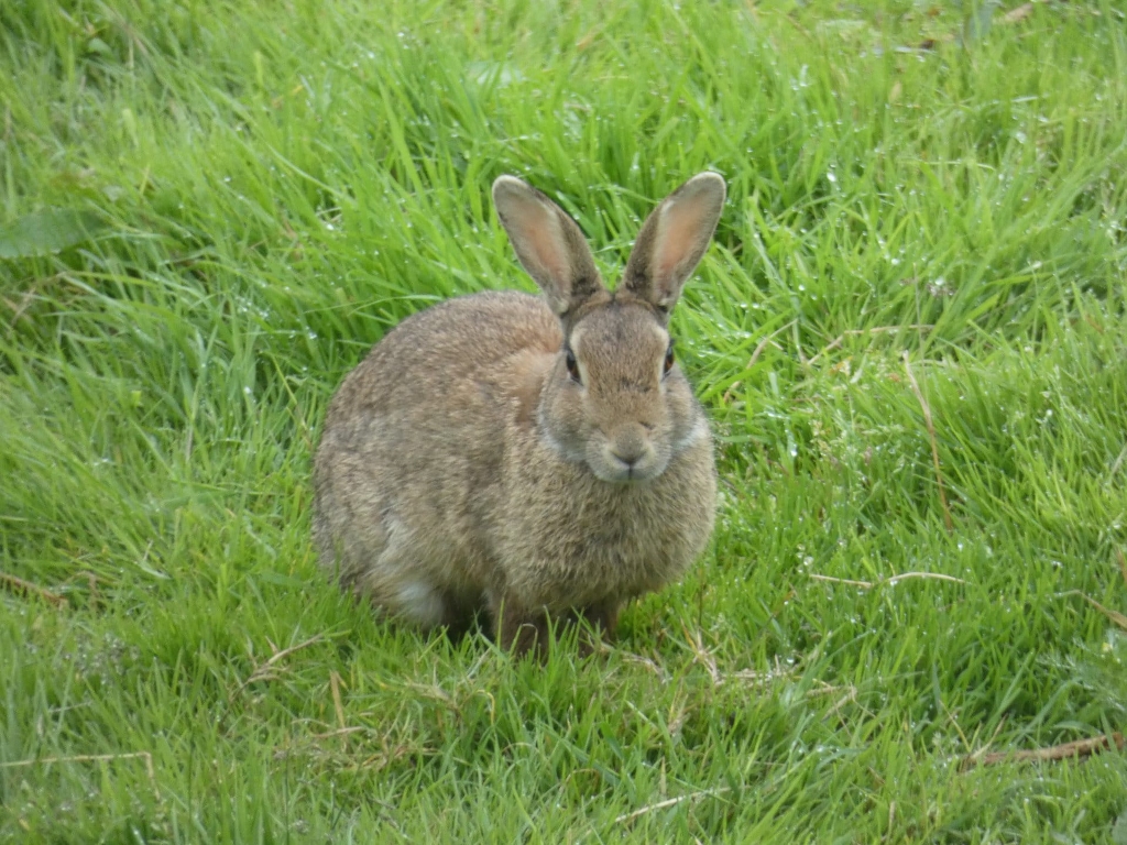 Brown rabbit sitting in a patch of dewy green grass. The rabbit is facing the camera, appearing calm and alert. The focus is primarily on the rabbit, with the background being a slightly blurred expanse of grass.