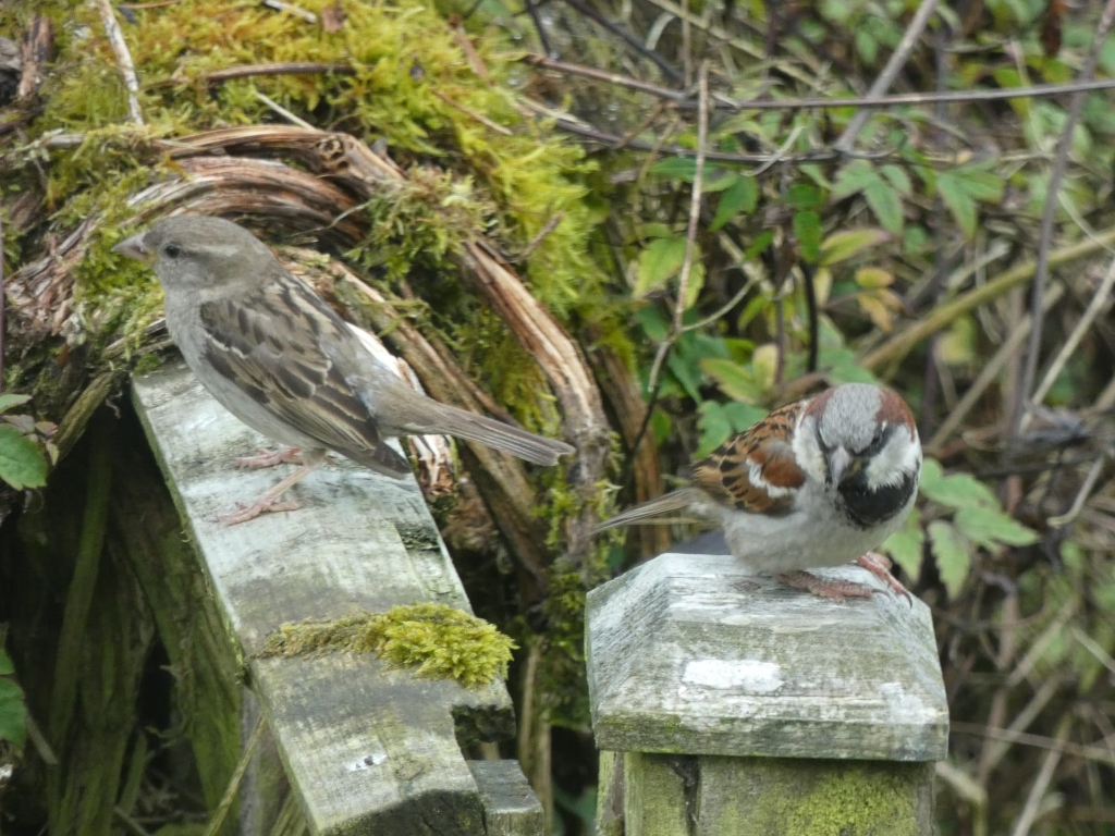 Two house sparrows perched on weathered wooden posts. One sparrow is positioned more prominently on a slightly larger post, while the other is situated on a smaller, more squared-off post. Both birds are in natural surroundings, with lush green moss growing on the wood and a background of dense foliage. The overall feeling is one of quiet observation of nature.