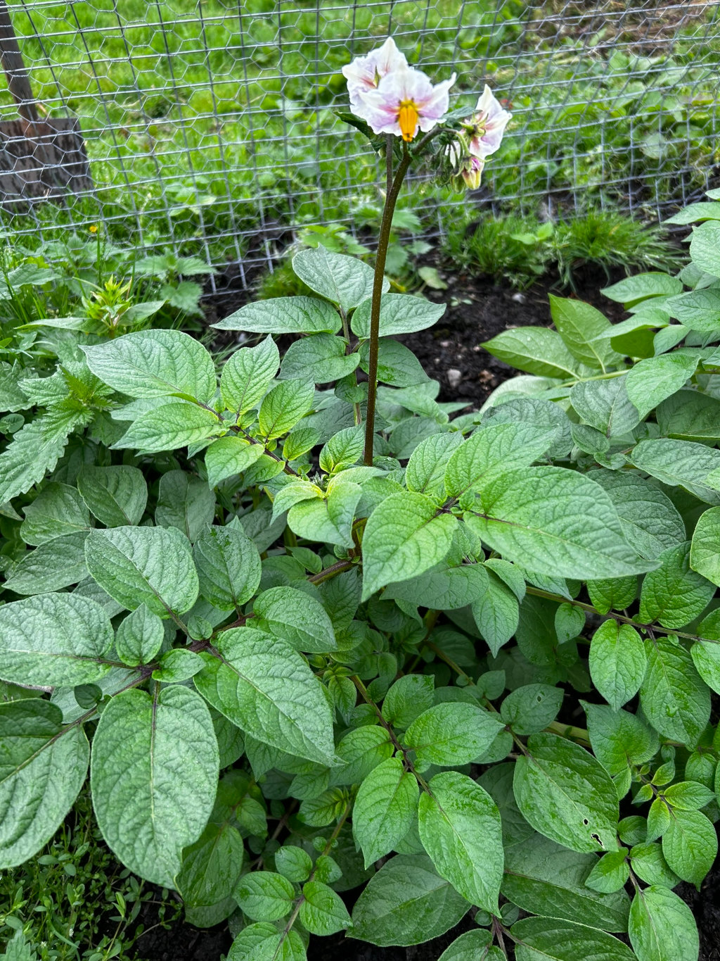 Potato plant in bloom. The plant is healthy and vibrant, with lush green leaves and a prominent stalk topped with several delicate, light purple and yellow flowers. The setting appears to be a garden, possibly a raised bed, enclosed by wire mesh fencing.