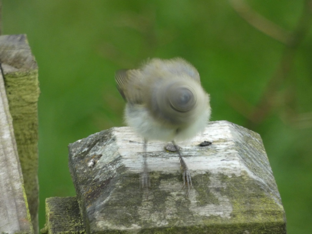 Small bird, possibly a juvenile, perched on a weathered wooden post. The bird is slightly blurred, and its head is tucked down, giving it a somewhat indistinct appearance. The background is a blurred green, suggesting foliage. The overall impression is of a fleeting moment captured outdoors.