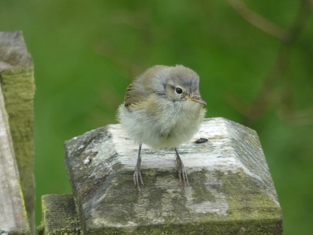 Small, fluffy bird perched on a weathered wooden post. The bird appears young, with soft, downy feathers. The background is a blurred green suggesting a natural outdoor setting. The overall impression is one of quiet observation of wildlife.