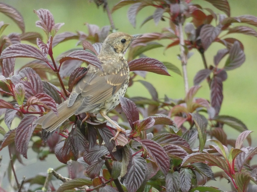 Songbird, likely a thrush, perched on a branch of a shrub with dark reddish-purple leaves. The bird is centered in the frame, and its plumage is a mix of browns and grays, blending well with the foliage. The background is softly blurred, creating a shallow depth of field that emphasizes the bird and the leaves. 