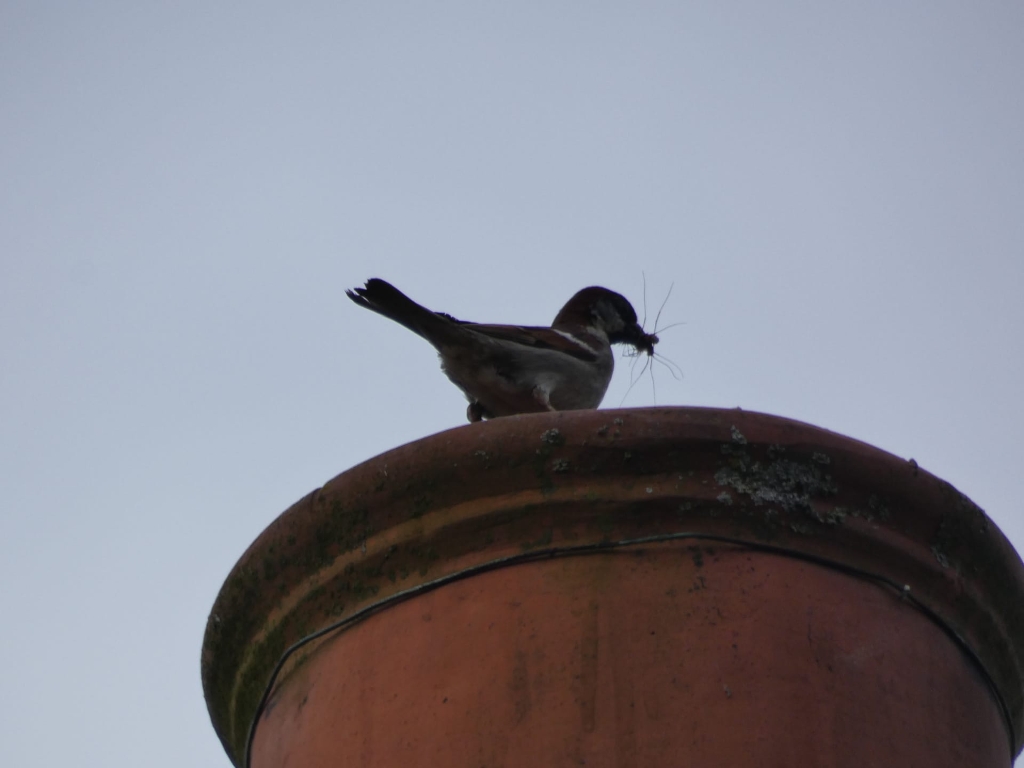House sparrow perched on the top of a large terracotta pot. The sparrow is holding nesting material, likely dried grass or similar, in its beak. The background is a plain, light grey sky.