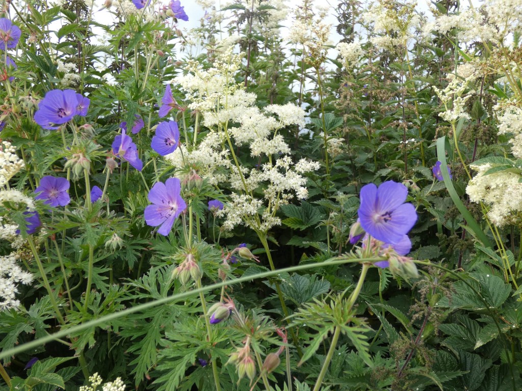 Lush garden scene teeming with vibrant purple cranesbill flowers (Geranium) interspersed with delicate white astilbe blossoms. The plants are densely packed together, creating a rich tapestry of colours and textures. The overall impression is one of natural abundance and beauty.