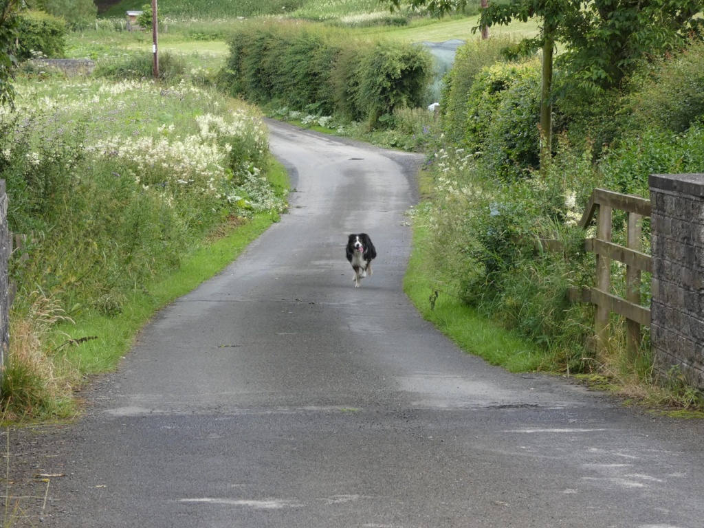 Black and white Border Collie dog running down a country lane towards the viewer. The lane is bordered by lush green vegetation, including hedges and wildflowers. A simple wooden gate is partially visible on the right side of the lane. The overall impression is one of rural tranquillity and the dog's joyful movement.