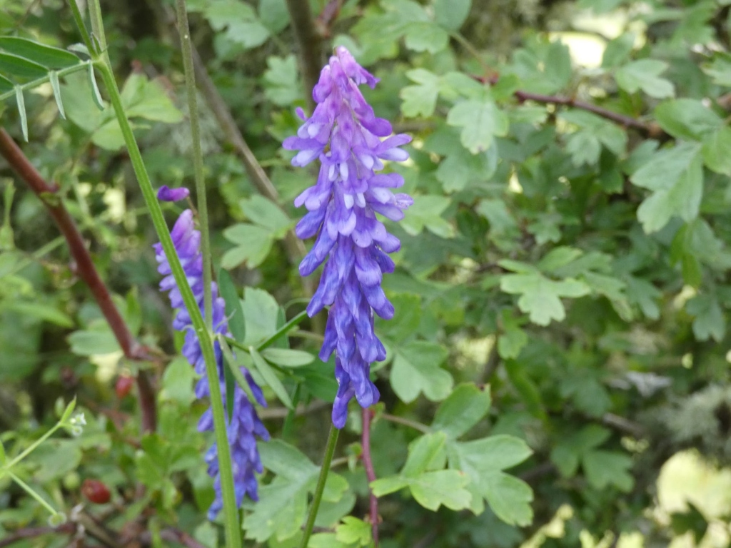 Two stalks of vibrant purple flowers, possibly a type of vetch or pea, emerging from a background of lush green foliage. The flowers are densely clustered, creating a striking contrast against the greenery. The overall impression is one of natural beauty and the vibrancy of springtime or summer growth.