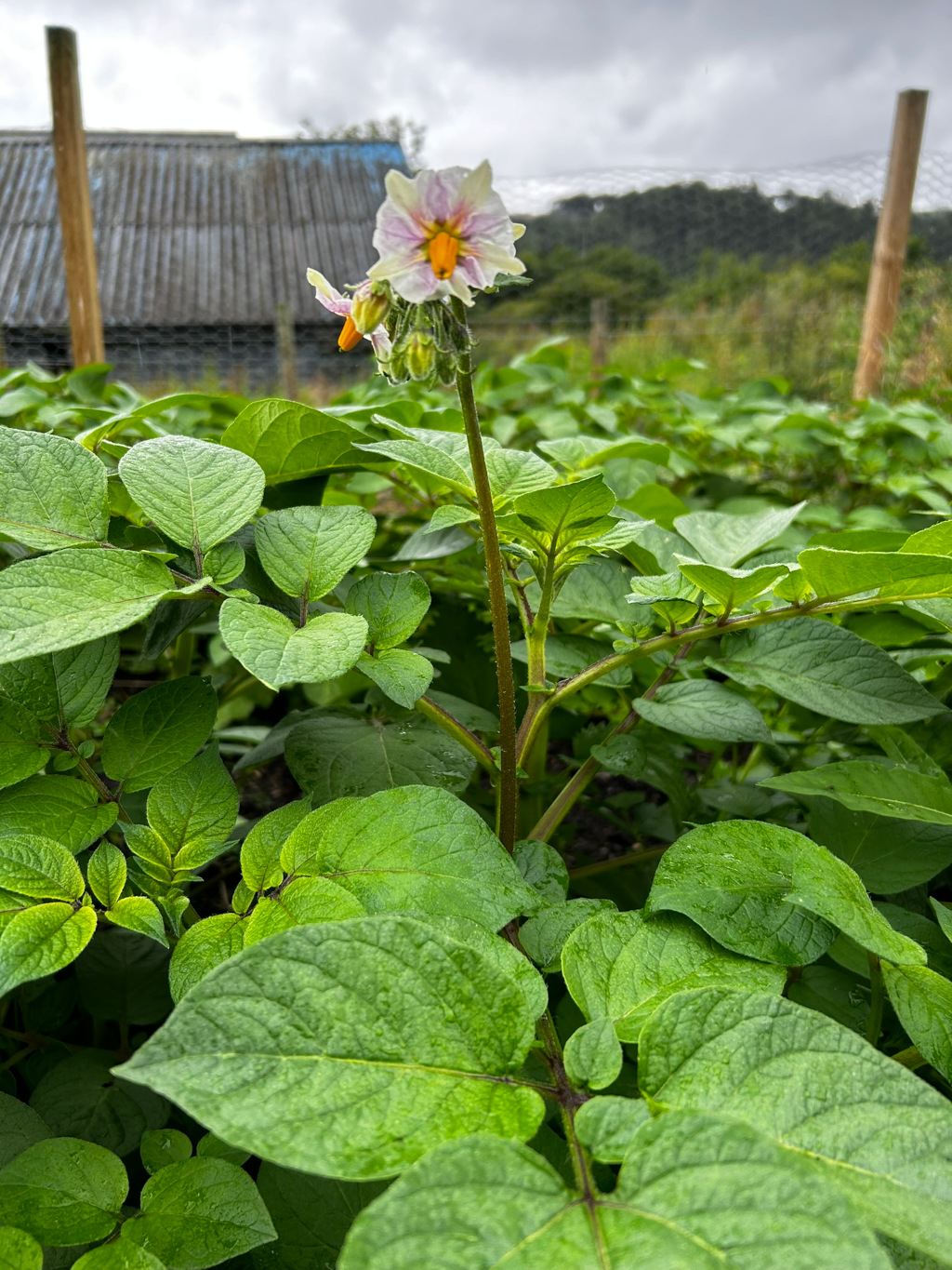 Close-up view of a potato plant in bloom. A single, delicate white and orange flower stands prominently atop a reddish-brown stem, surrounded by lush green foliage. The background features a rustic, weathered shed and a slightly blurred landscape under a cloudy sky, suggesting a rural or garden setting.