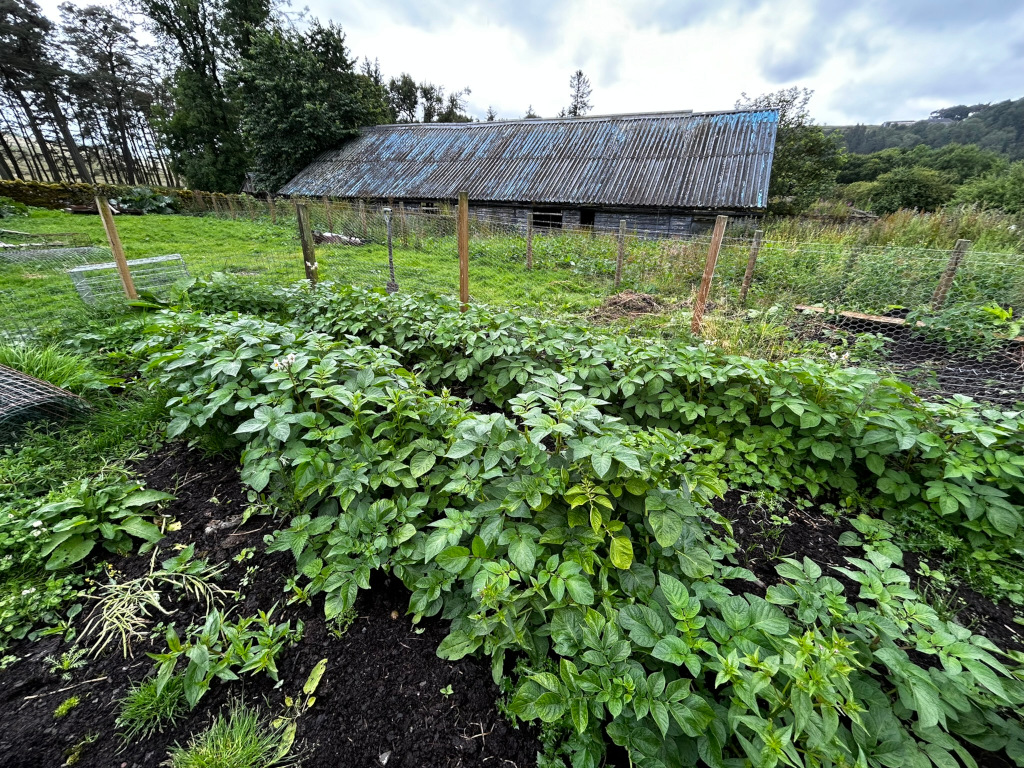 Lush potato patch in a garden, thriving in the foreground. Behind it, a weathered, grey-roofed barn sits within a fenced area. The overall setting is a rural or agricultural landscape, suggesting a self-sufficient or homestead-style environment. The scene is peaceful and evokes a sense of simple country living.