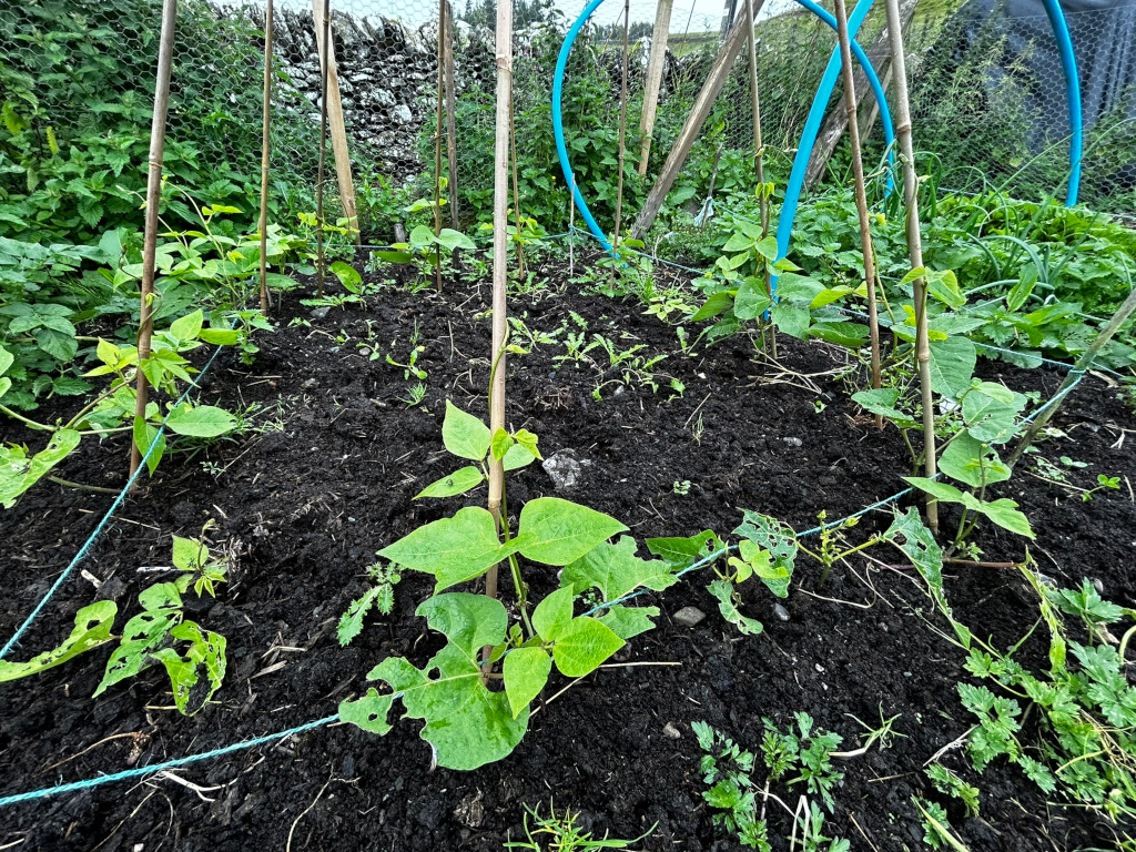 Vegetable garden plot, specifically a section dedicated to growing climbing beans. The beans are young plants, supported by individual vertical stakes and tied together with a thin, light blue string that forms a grid pattern. The soil is dark and loose, and some weeds are visible amongst the bean plants. The plot is enclosed by a wire mesh fence.