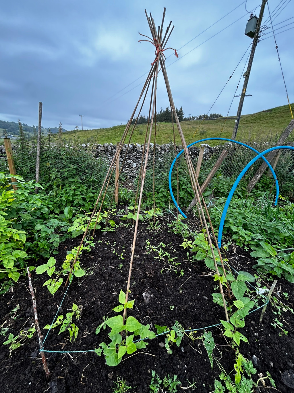 Small vegetable garden plot. A tepee-like structure made of bamboo poles supports climbing beans, which are still relatively young. The soil is dark and well-tilled. In the background, a stone wall and some other vegetation are visible, along with utility poles and wires.